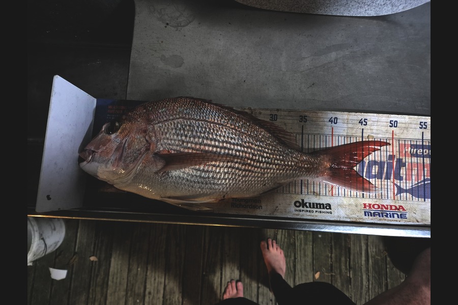 Jordan Boyd caught this 43.0cm Snapper at Wellington during The Export NZ Fishing Competition