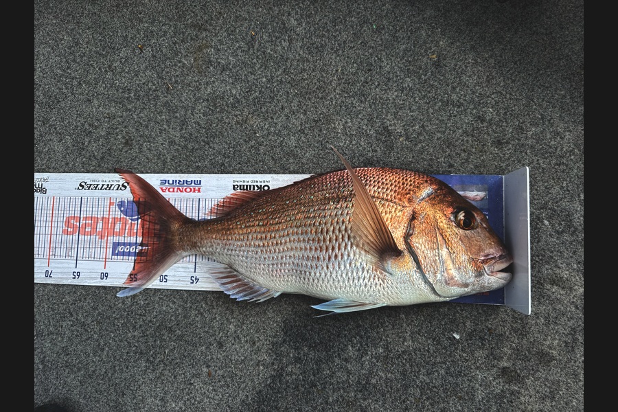 Marcel Ruedi caught this 54.0cm Snapper at Northland during The Export NZ Fishing Competition