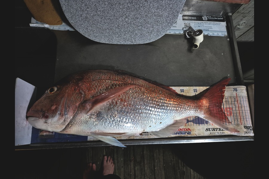 Jordan Boyd caught this 64.0cm Snapper at Wellington during The Export NZ Fishing Competition
