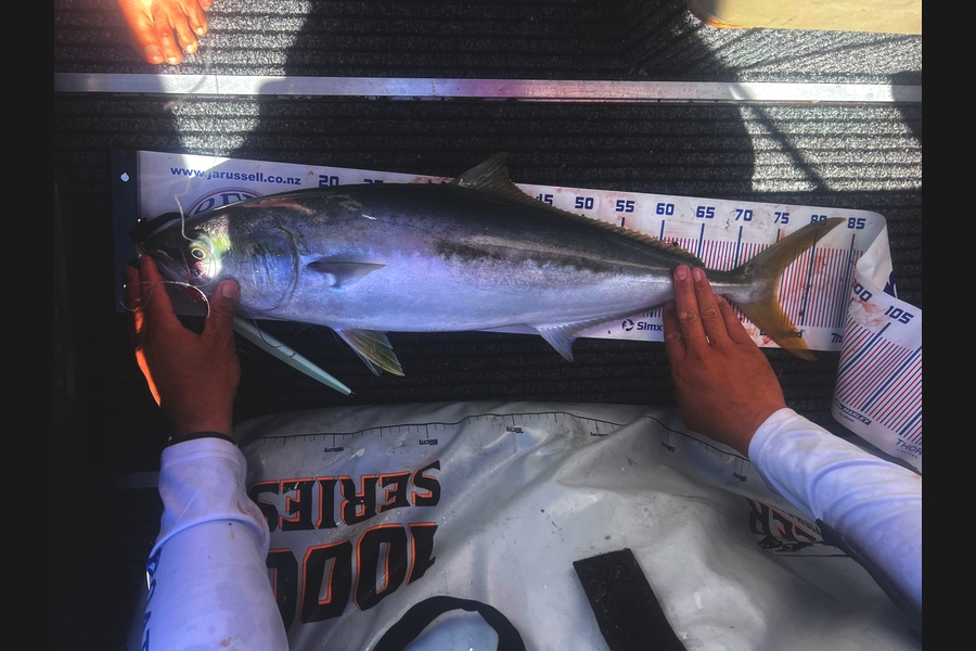 Ollie Webb caught this 75.0cm Kingfish at Northland during The Export NZ Fishing Competition