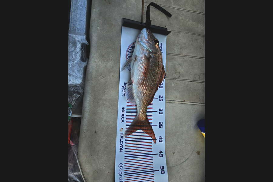 Conrad Pieterse caught this 36.0cm Snapper at Northland during The Export NZ Fishing Competition