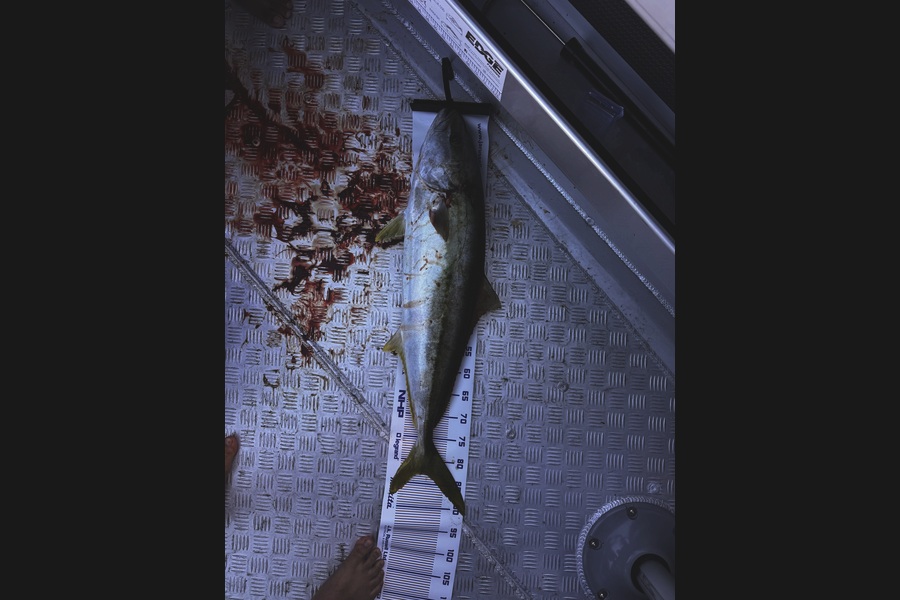 Jaxon Maunder caught this 83.0cm Kingfish at Northland during The Export NZ Fishing Competition