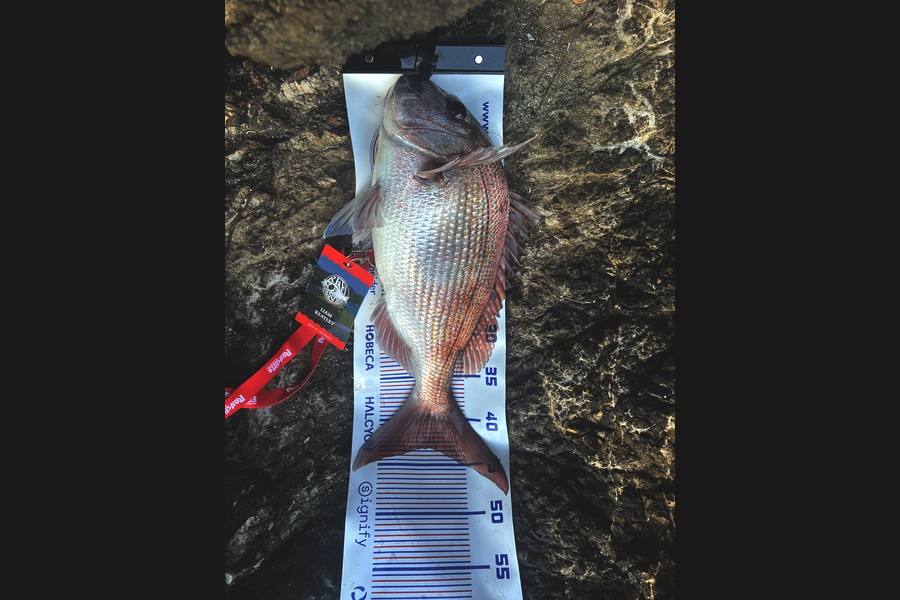 Liam Keatley caught this 43.0cm Snapper at Northland during The Export NZ Fishing Competition
