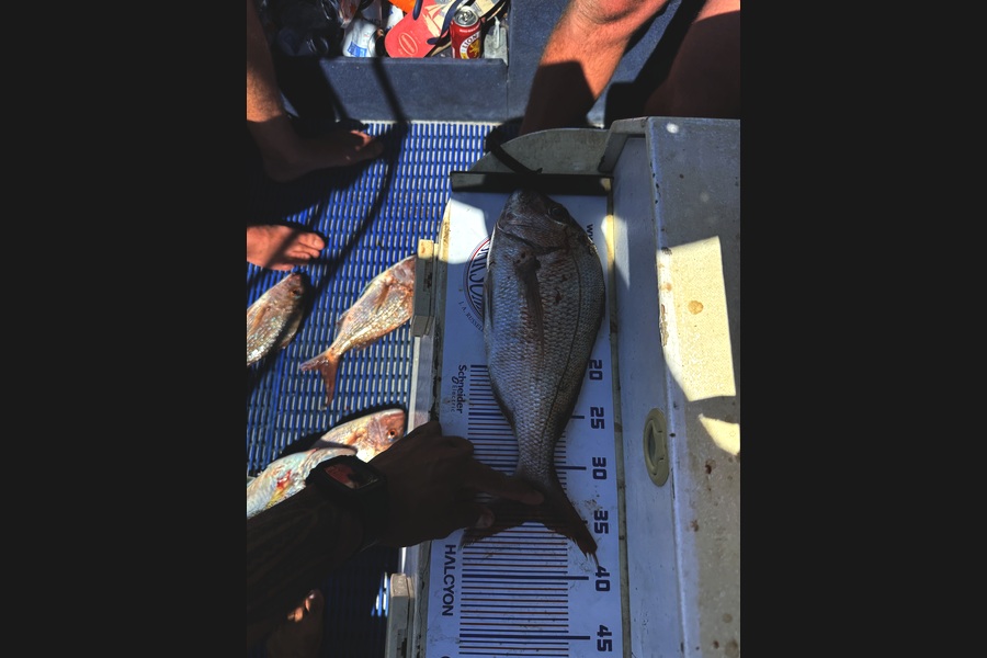 Hunia Pickering caught this 35.0cm Snapper at Northland during The Export NZ Fishing Competition
