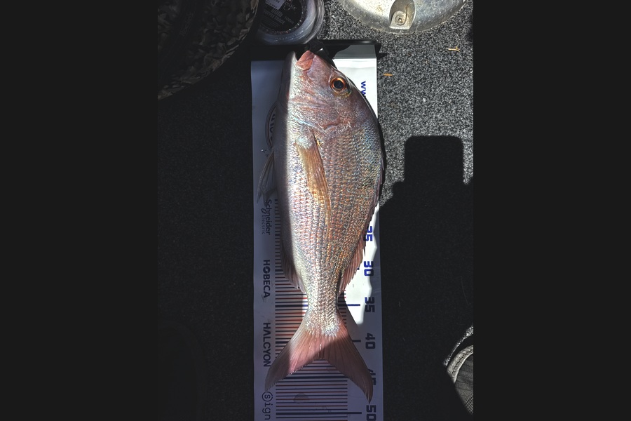 Stuart Burtram caught this 41.0cm Snapper at Northland during The Export NZ Fishing Competition
