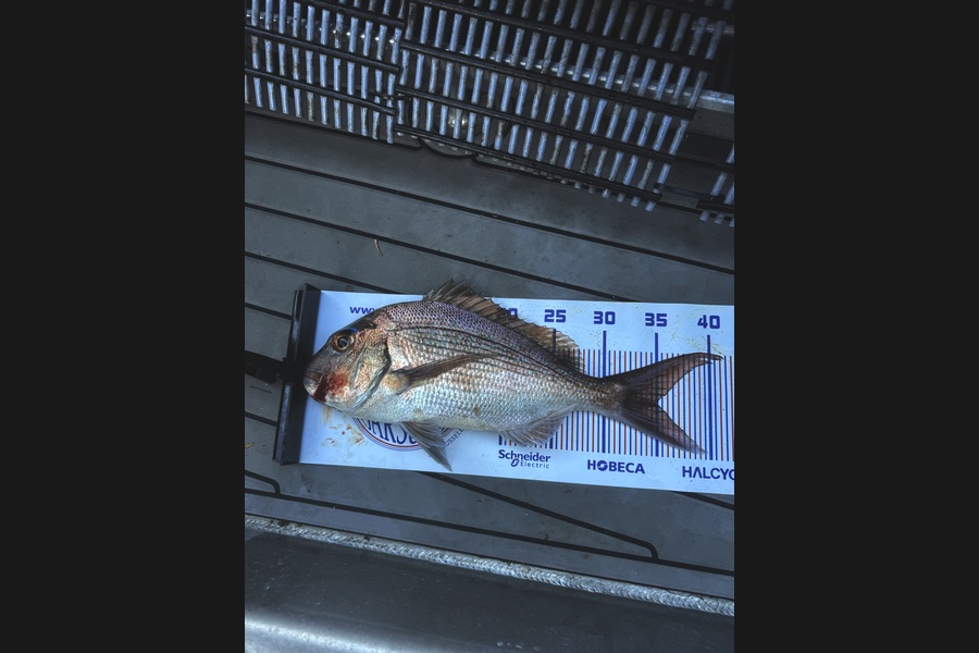 Scott Lewis caught this 35.0cm Snapper at Northland during The Export NZ Fishing Competition