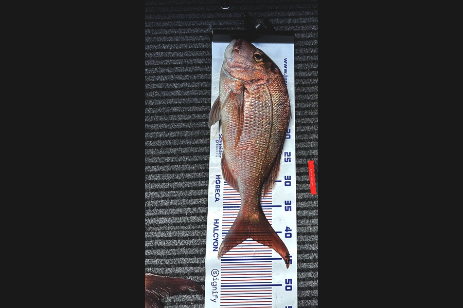 Kirk Robbins caught this 41.0cm Snapper at Northland during The Export NZ Fishing Competition