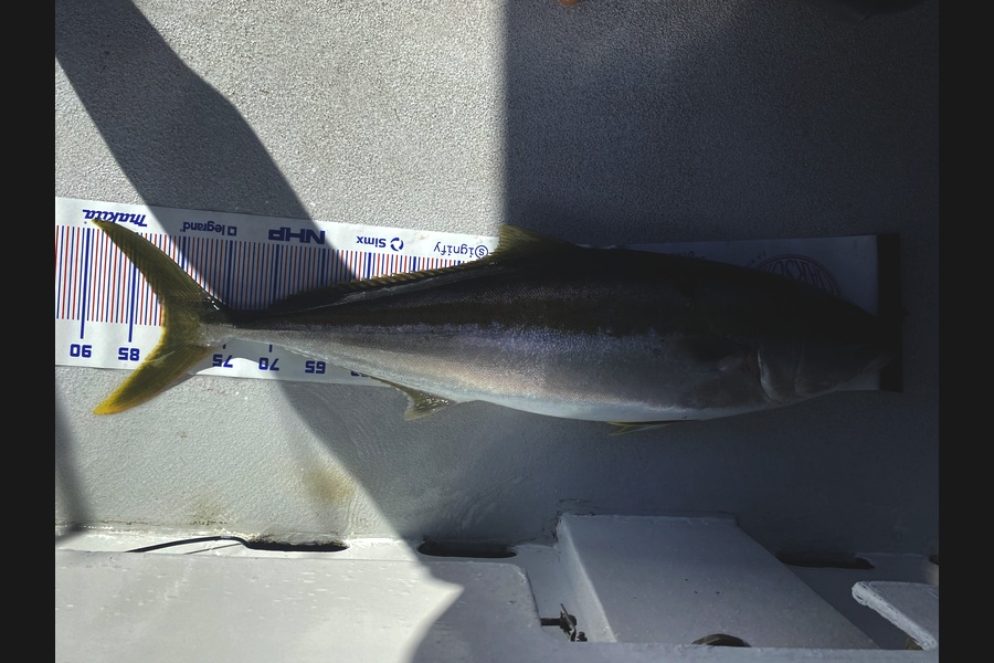 James Buchanan caught this 82.0cm Kingfish at Northland during The Export NZ Fishing Competition
