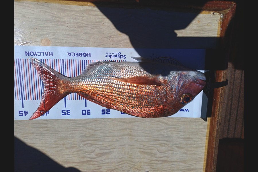 David Kay caught this 40.0cm Snapper at Northland during The Export NZ Fishing Competition