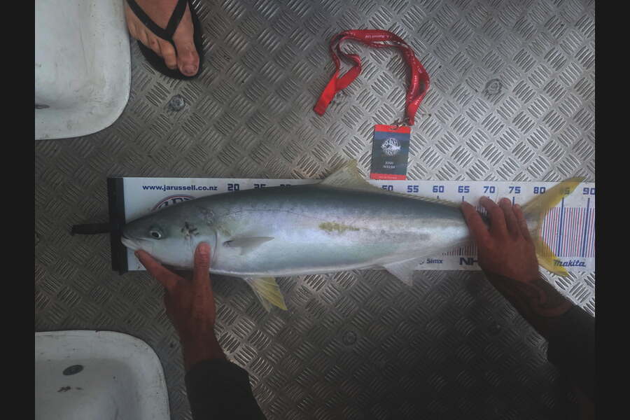 Josh Welsh caught this 81.0cm Kingfish at Northland during The Export NZ Fishing Competition