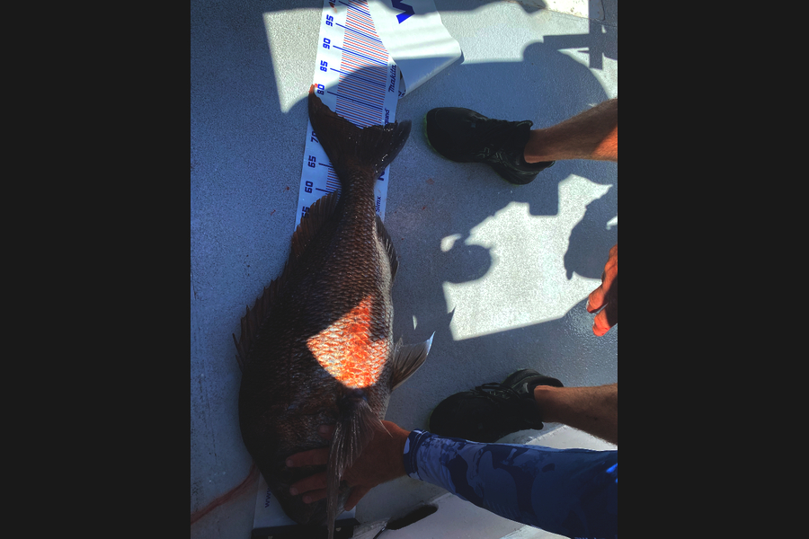 James Buchanan caught this 74.5cm Snapper at Northland during The Export NZ Fishing Competition