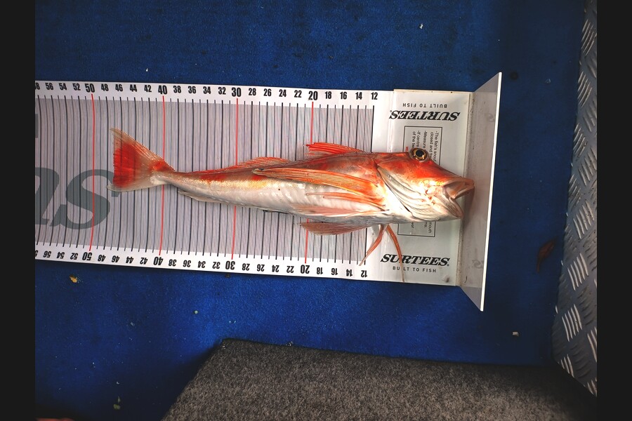 Aaron Lee caught this 47.0cm Gurnard at Bay of Plenty during The Export NZ Fishing Competition