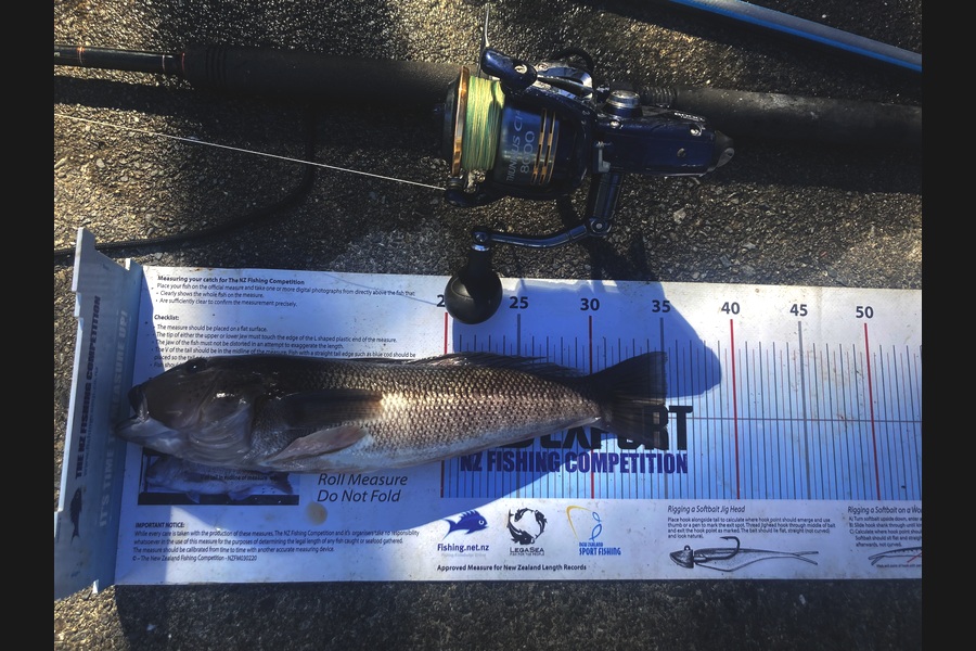 Anthony Murray caught this 35.0cm Blue Cod at Wellington during The Export NZ Fishing Competition