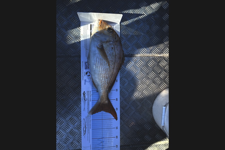 Chris Dudson caught this 45.5cm Snapper at Bay of Plenty during The Export NZ Fishing Competition