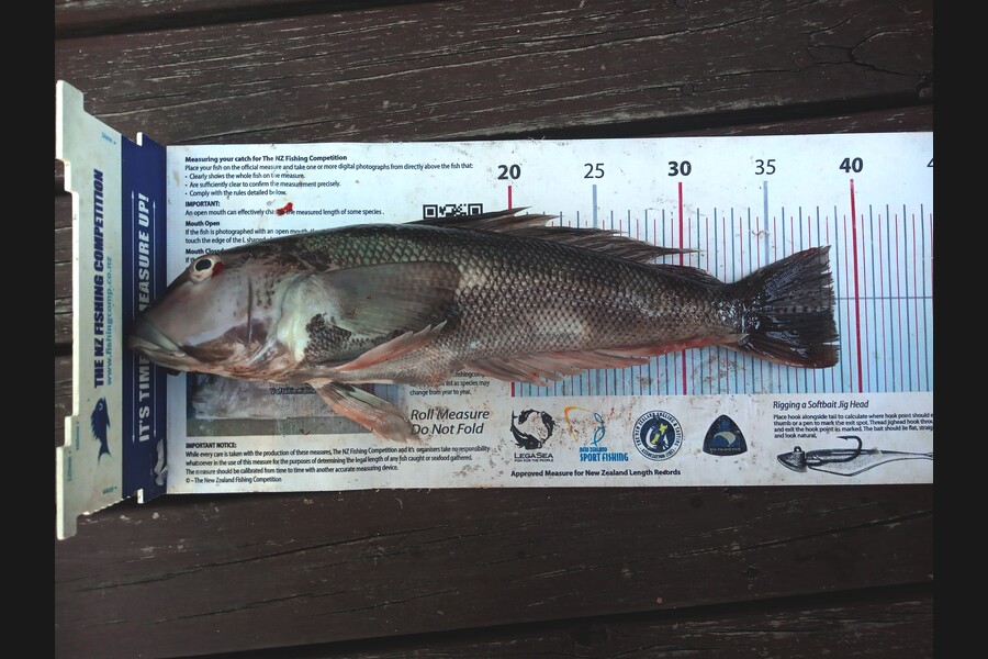 Jay Harland caught this 38.5cm Blue Cod at Canterbury during The Export NZ Fishing Competition