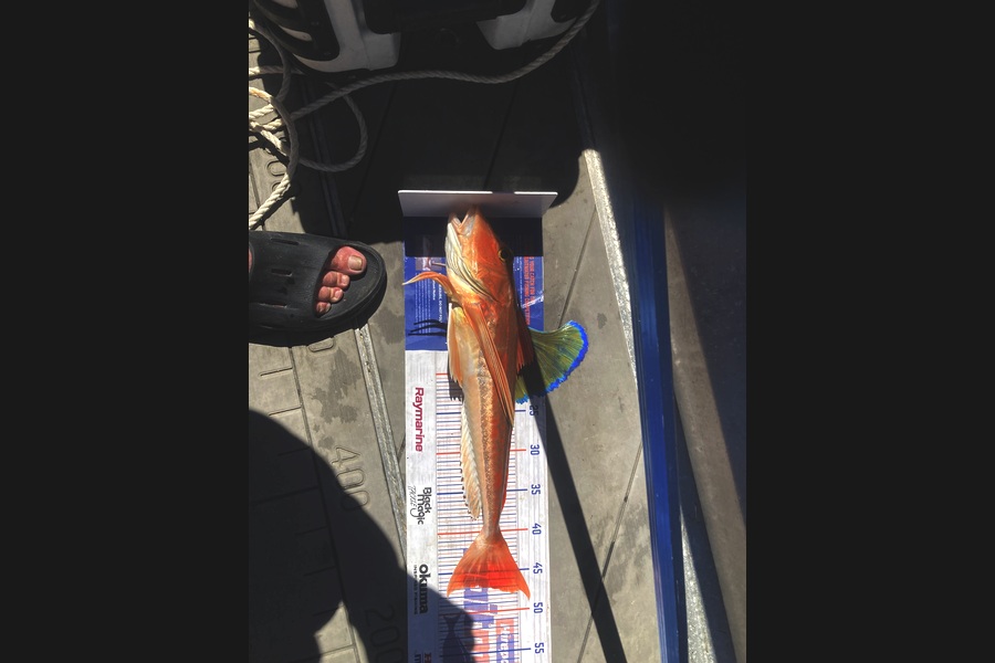 David Monagan caught this 47.0cm Gurnard at Hawkes Bay during The Export NZ Fishing Competition