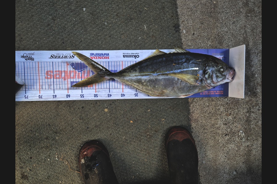 Keith Harvey caught this 50.0cm Trevally at Taranaki during The Export NZ Fishing Competition