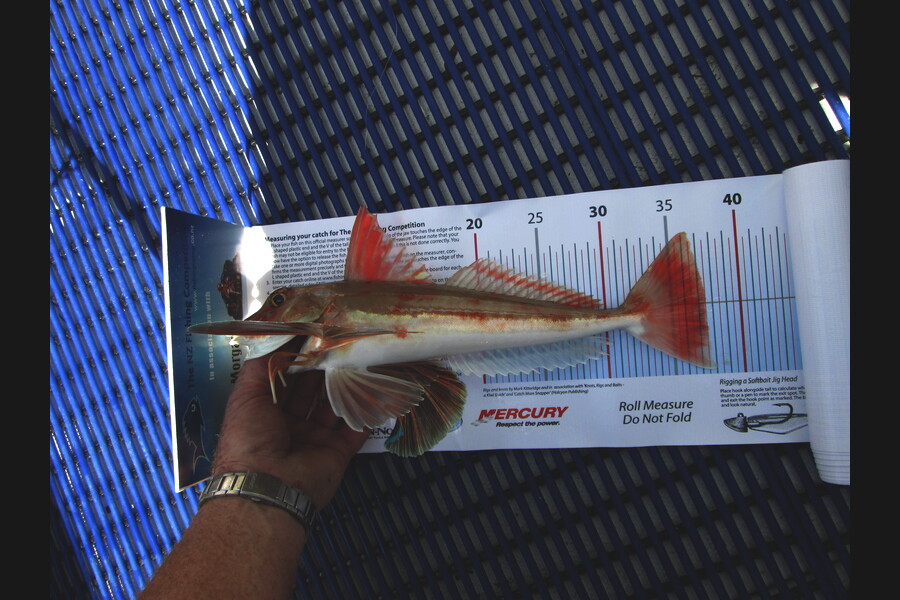 Ian Theobald caught this 37.5cm Gurnard at tasman bay during The Export NZ Fishing Competition