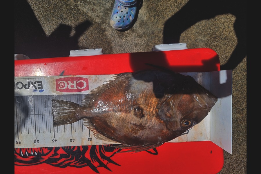 Andrew  Graham  caught this 45.0cm John Dory at Northland during The Export NZ Fishing Competition