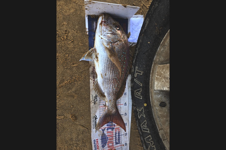 Rochelle Dunn caught this 47.0cm Snapper at Northland during The Export NZ Fishing Competition