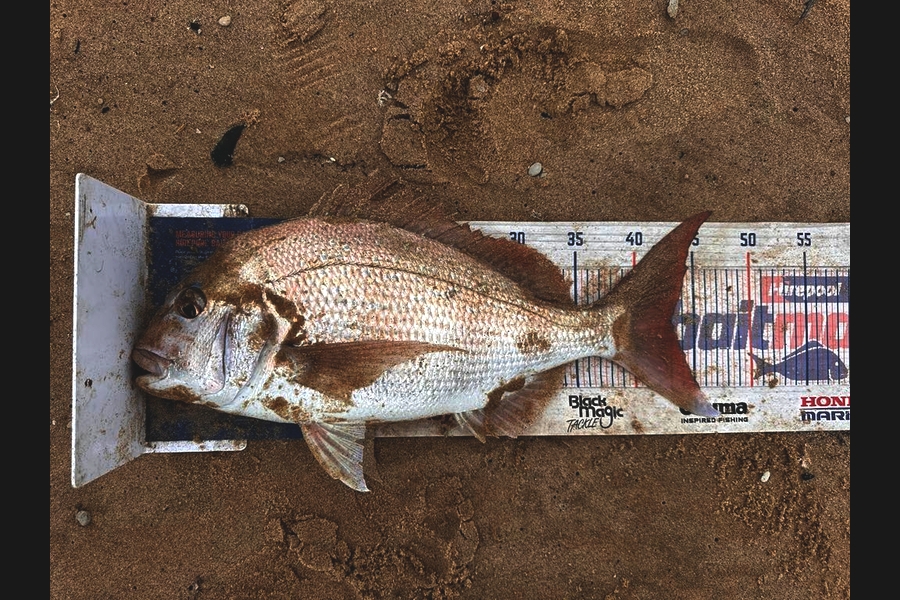 Rochelle Dunn caught this 43.0cm Snapper at Northland during The Export NZ Fishing Competition