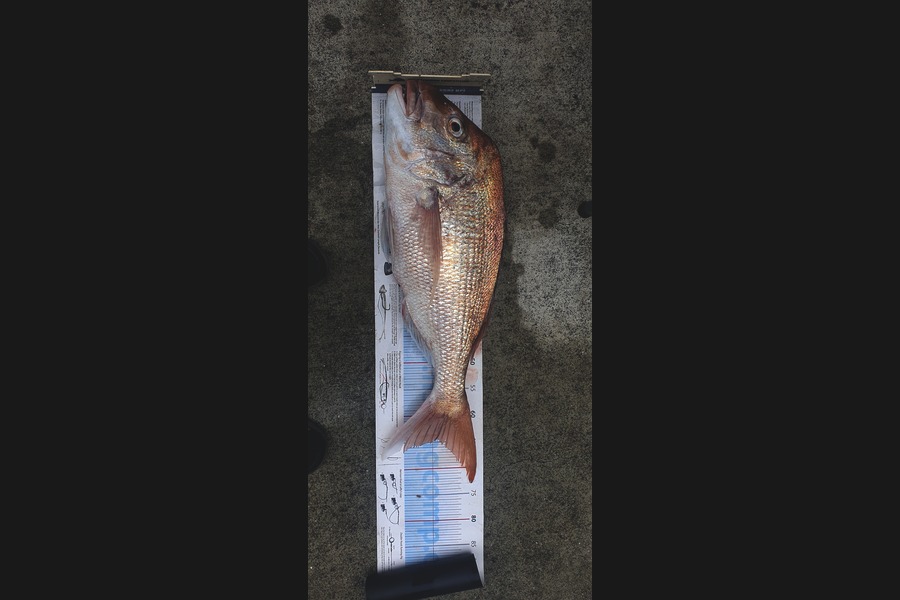 Pradeep Magan-Morar caught this 64cm Snapper at Auckland during The Export NZ Fishing Competition