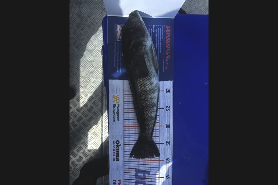Jessica Claassen caught this 39.5cm Blue Cod at Wellington during The Export NZ Fishing Competition