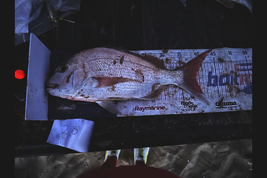 Rochelle Dunn caught this 39.0cm Snapper at Northland during The Export NZ Fishing Competition