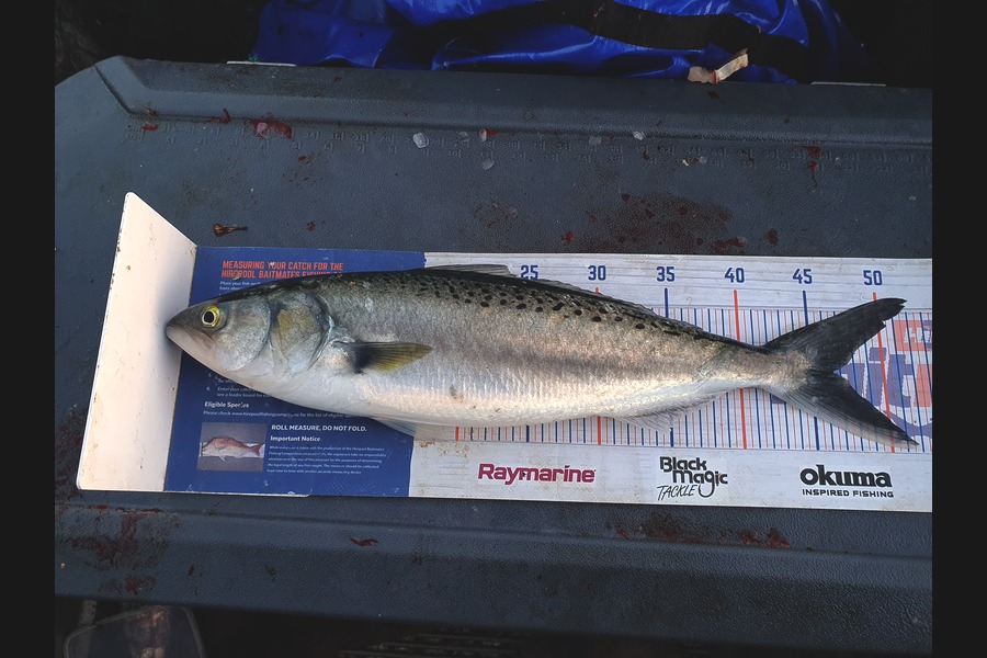 Dan Musson caught this 46.5cm Kahawai at Wellington during The Export NZ Fishing Competition