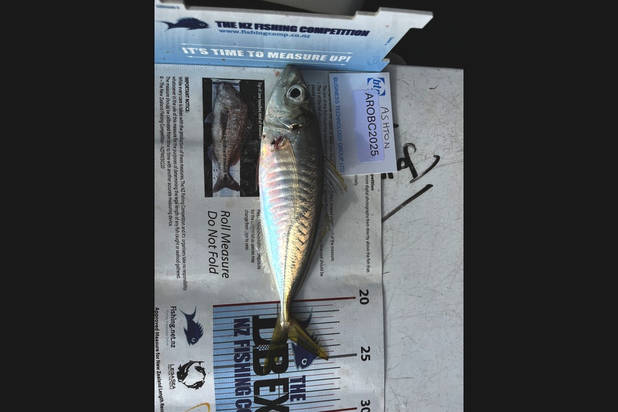 James Lindsay caught this 23.0cm Other at Auckland during The Export NZ Fishing Competition