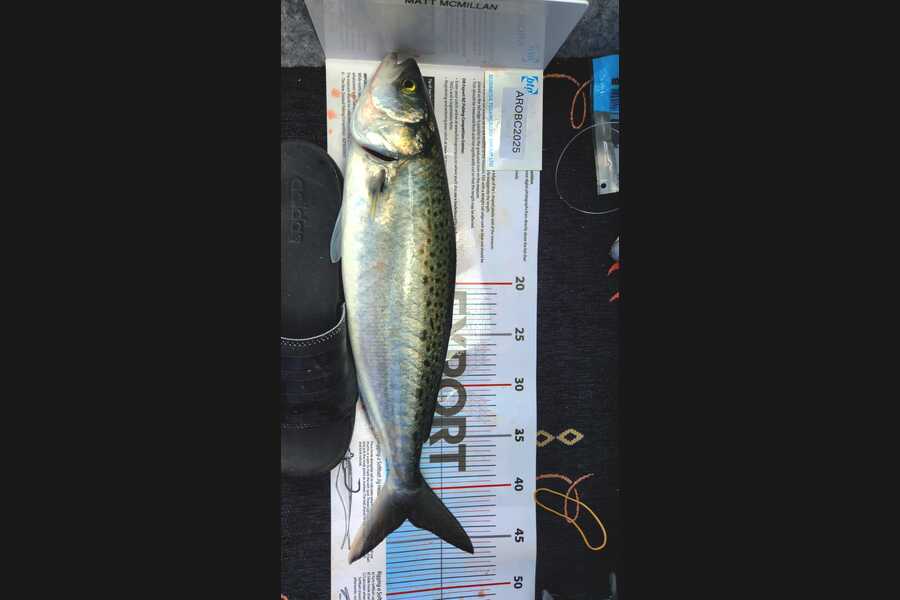 Dashiell McMillan caught this 43.0cm Kahawai at Auckland during The Export NZ Fishing Competition