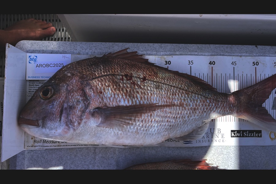 Brendan Lochead caught this 51.0cm Snapper at Auckland during The Export NZ Fishing Competition