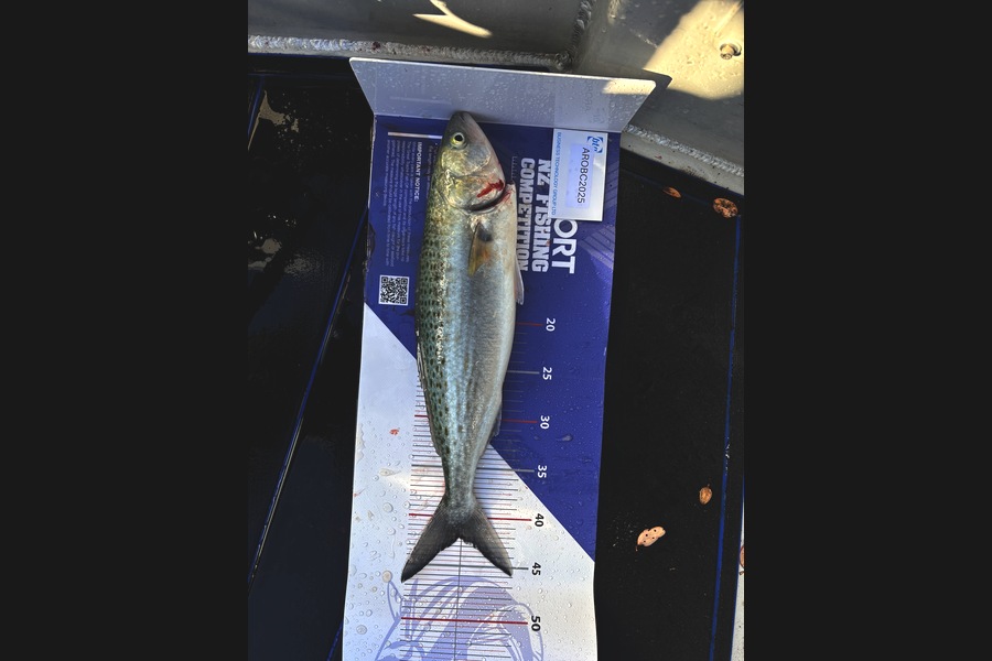 Justin Emmer caught this 42.0cm Kahawai at Auckland during The Export NZ Fishing Competition