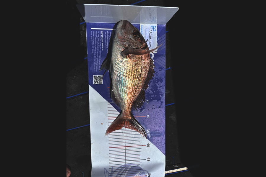 Justin Emmer caught this 33.0cm Snapper at Auckland during The Export NZ Fishing Competition