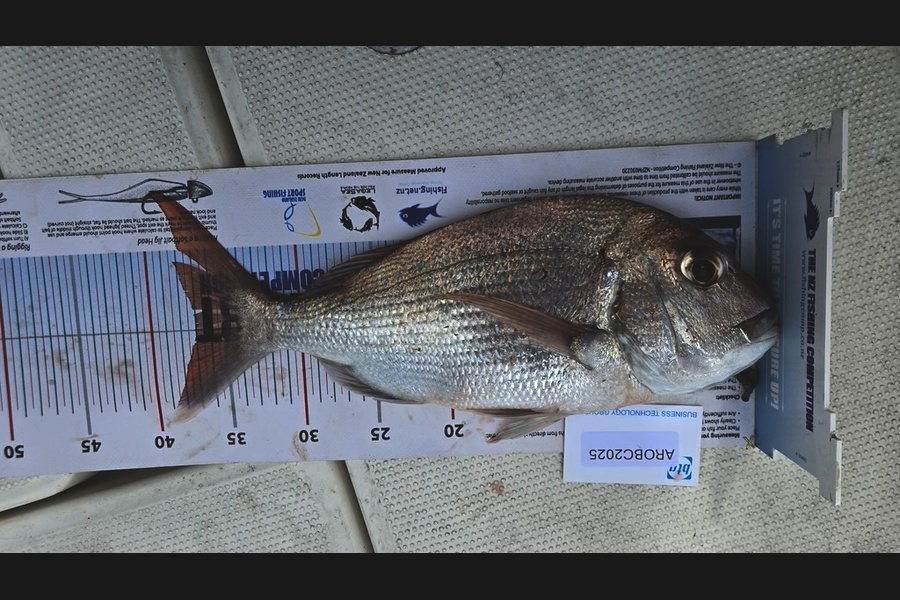 Maximus Smitheram caught this 37.0cm Snapper at Auckland during The Export NZ Fishing Competition