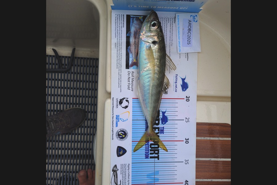 Kevin Jackson caught this 30.0cm Other at Auckland during The Export NZ Fishing Competition