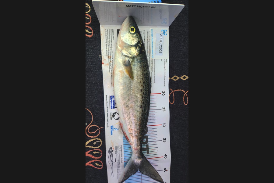 Matt McMillan caught this 44.5cm Kahawai at Auckland during The Export NZ Fishing Competition