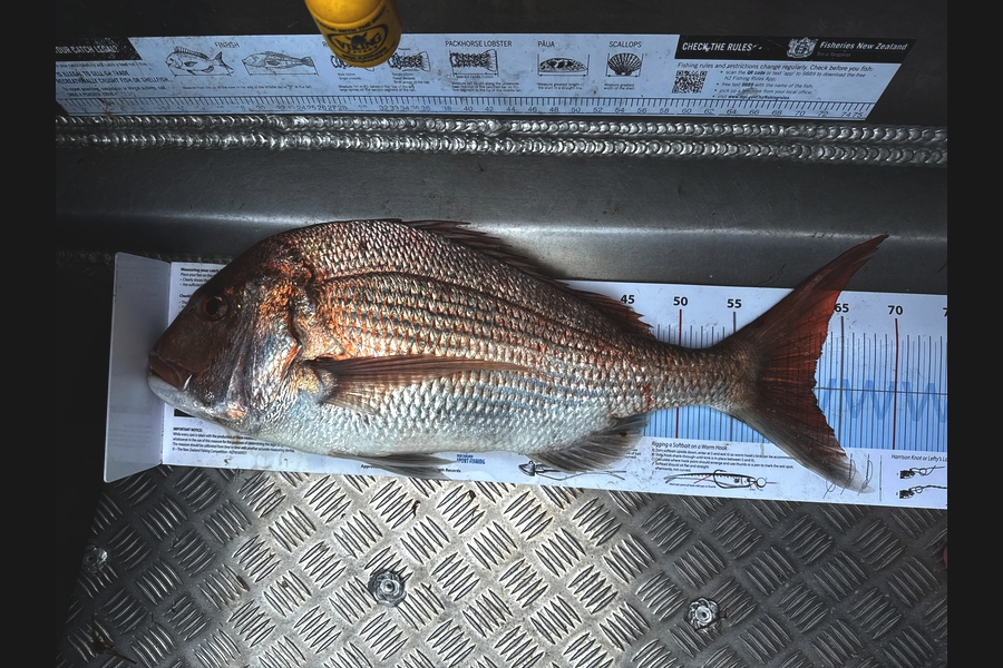 Chris Dudson caught this 63.0cm Snapper at Bay of Plenty during The Export NZ Fishing Competition