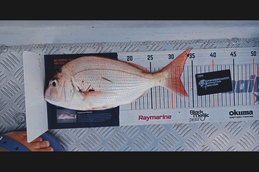 Andy Brannen caught this 32.0cm Snapper at Nelson/Marlborough during The Export NZ Fishing Competition