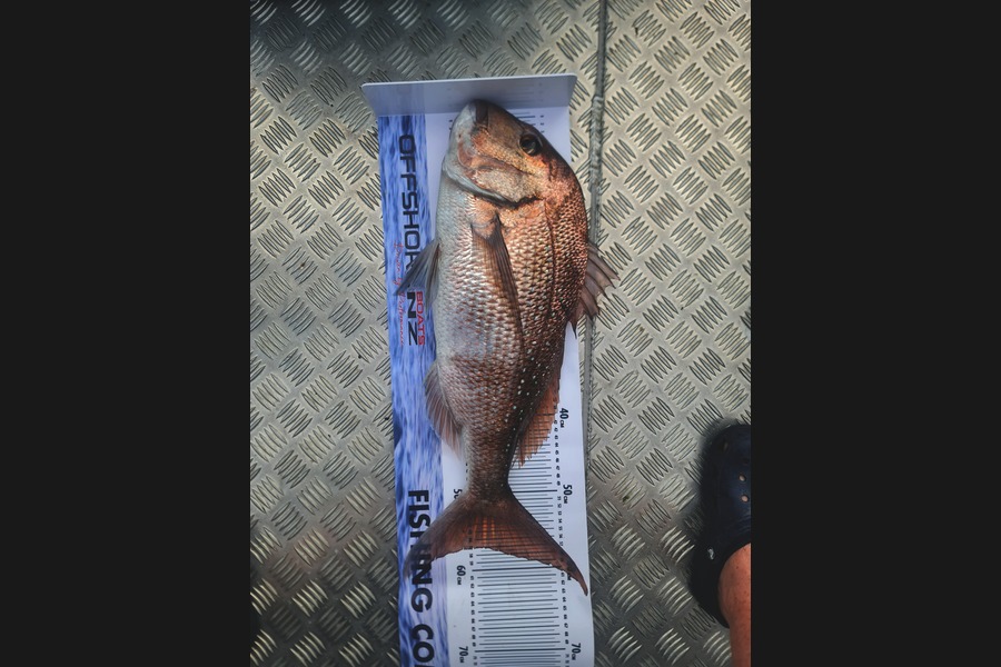 Hendrik Klopper caught this 57.0cm Snapper at Northland during The Export NZ Fishing Competition