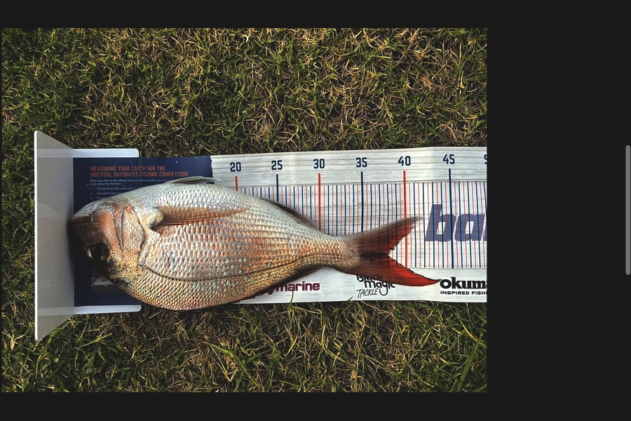 Joyson Dsilva caught this 38.0cm Snapper at Taranaki during The Export NZ Fishing Competition