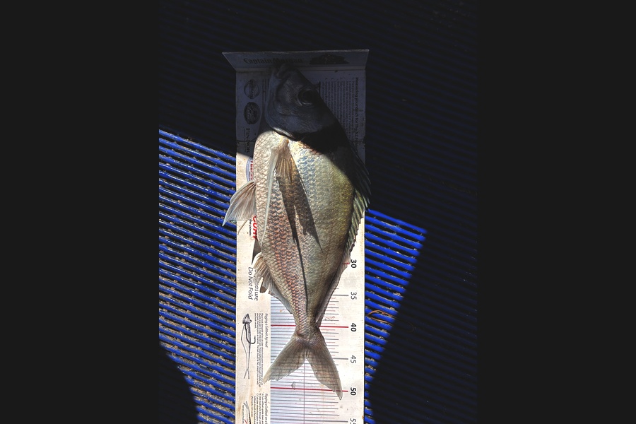Johnny Huynen caught this 45.0cm Tarakihi at Wellington during The Export NZ Fishing Competition