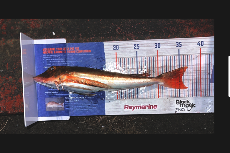 Joyson Dsilva caught this 35.5cm Gurnard at Taranaki during The Export NZ Fishing Competition