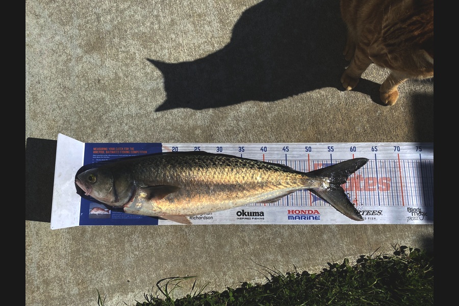 Steve Fraser caught this 56.5cm Kahawai at Taranaki during The Export NZ Fishing Competition