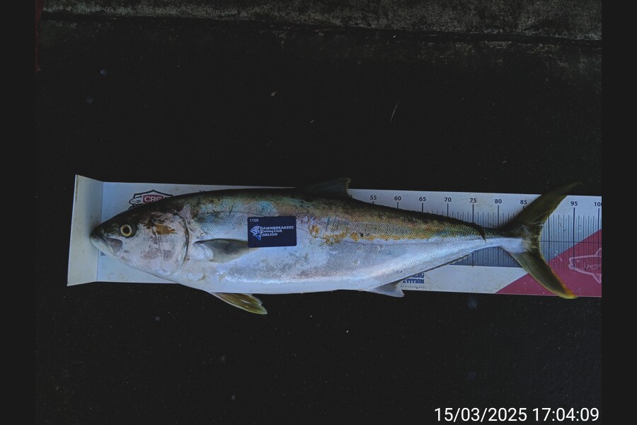 Corey Parsons caught this 88.0cm Kingfish at Nelson/Marlborough during The Export NZ Fishing Competition