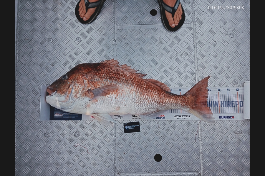 Andy Brannen caught this 83.5cm Snapper at Nelson/Marlborough during The Export NZ Fishing Competition