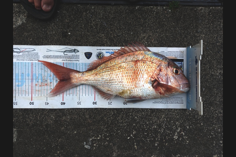 Mike Crawford caught this 41cm Snapper at Northland during The Export NZ Fishing Competition