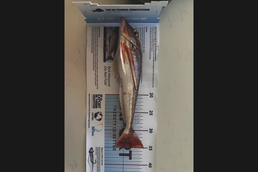 Matthew Muir caught this 35.0cm Gurnard at Auckland during The Export NZ Fishing Competition