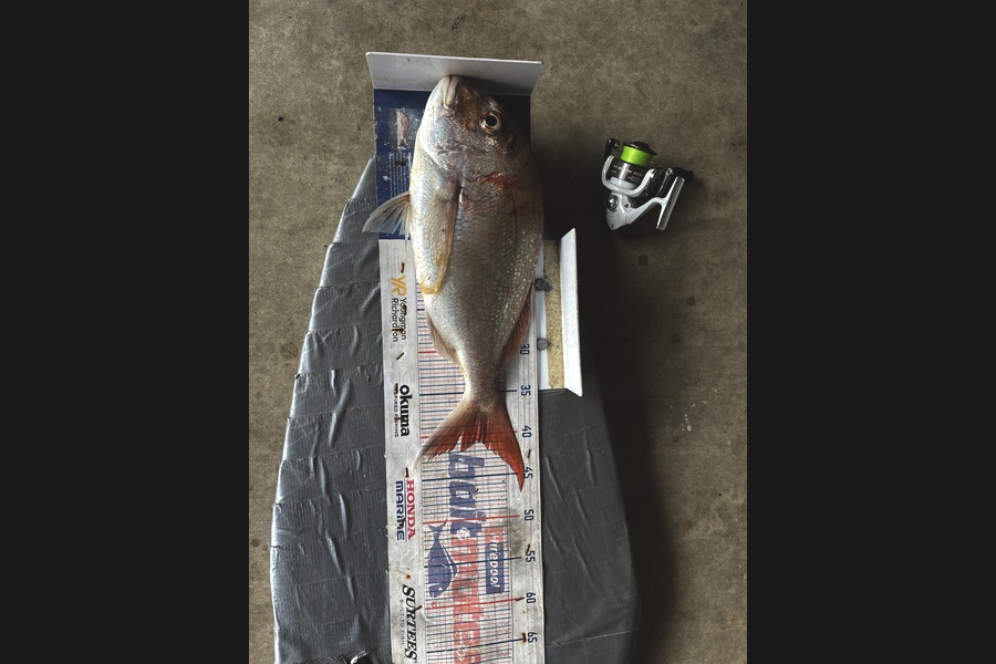 Graeme Duncan caught this 41.0cm Snapper at Bay of Plenty during The Export NZ Fishing Competition