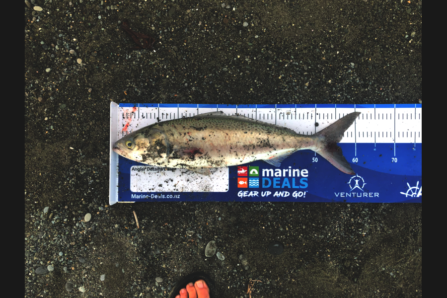Dave Hohen caught this 55.0cm Kahawai at Canterbury during The Export NZ Fishing Competition